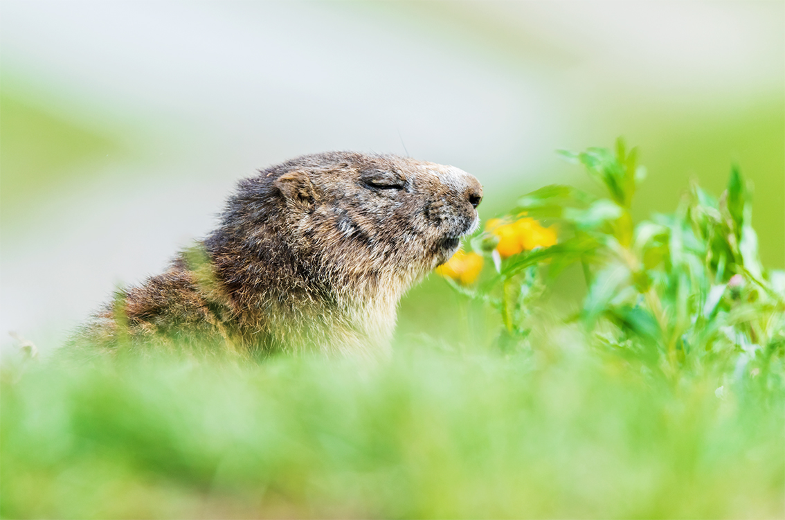 Al Forte di Bard “Oltre lo scatto. Intrecci”: la biodiversità raccontata per immagini