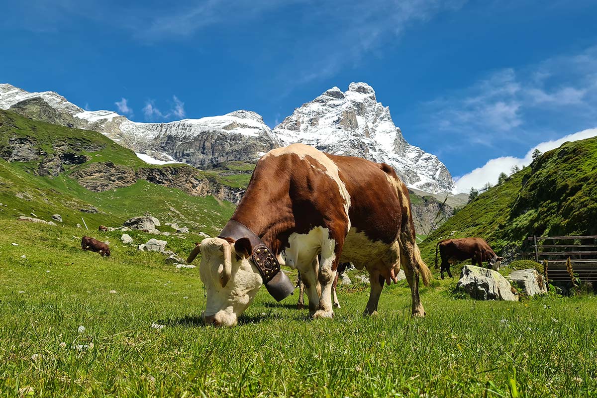 Agricoltura di montagna, ad Aosta il confronto sulla sostenibilità delle aziende