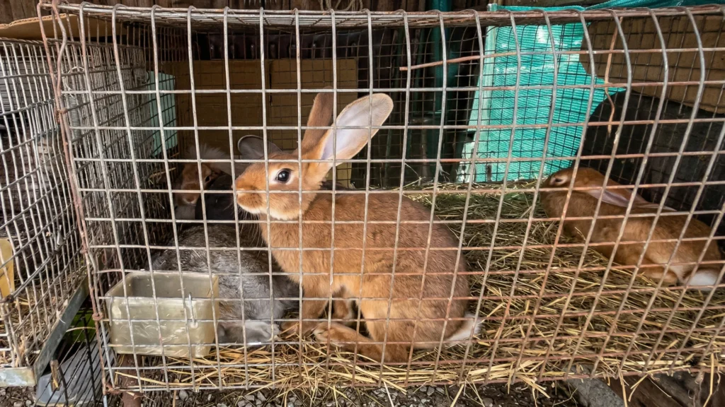 Animali vivi nei mercati, associazioni chiedono verifiche a Ivrea e Rivarolo