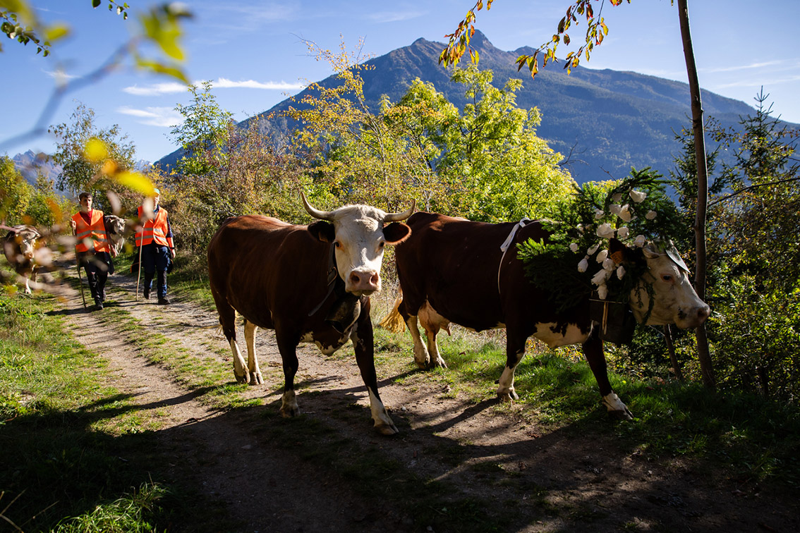 Désarpa, la mandria dell'Institut Agricole Régional è tornata a Montfleury