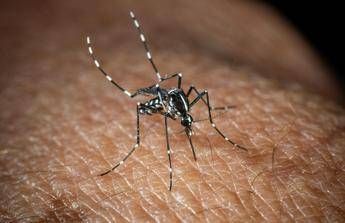West Nile, Bassetti: “Non è finita, avremo casi fino a ottobre”