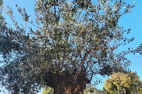 7b767e2fa5095f9662b522ffbd234171