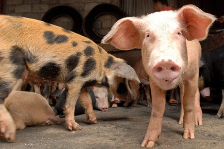 ac2a65ff68ff09320487604d7fb04e9e