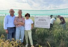 Riso italiano, una svolta con le Tecniche di Evoluzione Assistita