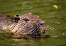 Borgaro, la piazza sommersa: degrado, nutrie e un progetto fallito