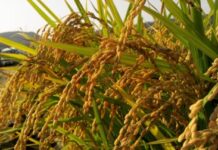 Risi, tempi duri: Ente Risi cerca soluzioni per la filiera.