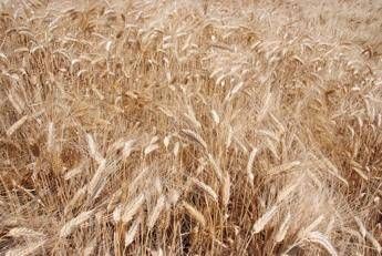 Syngenta, con InterraScan più produttività agricola e consumo d’acqua ridotto